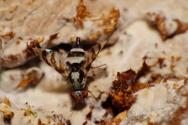 Macro Mosca Variegada Myennis Octopunctata Com Olhos Vermelhos Micélio Marrom — Fotografia de Stock