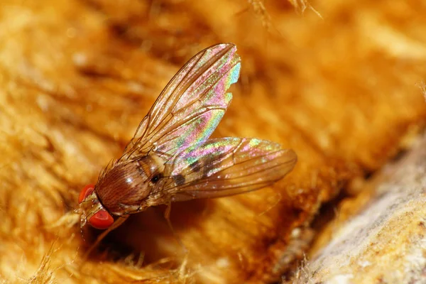 Macro Una Pequeña Mosca Marrón Delia Florilega Con Ojos Rojos —  Fotos de Stock