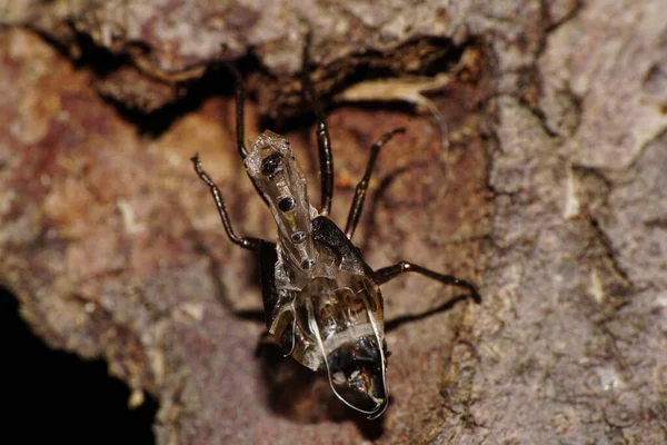 在高加索山区的一棵树上生长着一种菌丝体真菌 巨皮苍蝇坐在菌丝体上 — 图库照片