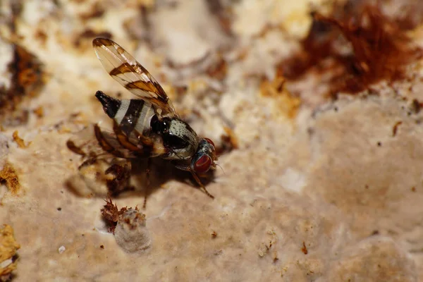 Macro Ζωγράφισε Myennis Octopunctata Μύγες Κάθεται Στο Μύκητα Μυκήλιο Που — Φωτογραφία Αρχείου