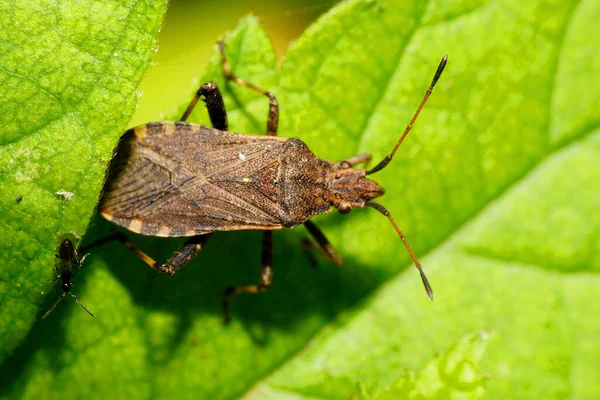 Close View Brown Bug Anoplocerus Elevatus Long Antennae Paws Sitting — Stock Photo, Image
