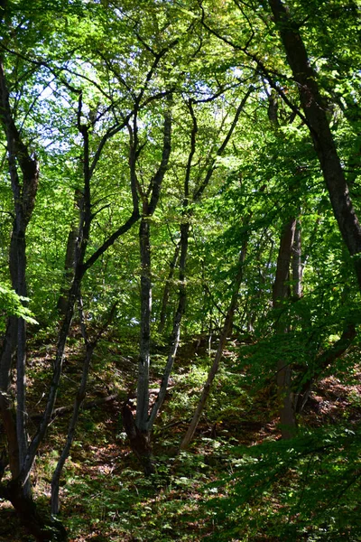  Yazın Kafkasya Dağları 'nda yeşil ağaçları ve çimleri olan vahşi bir orman.                              