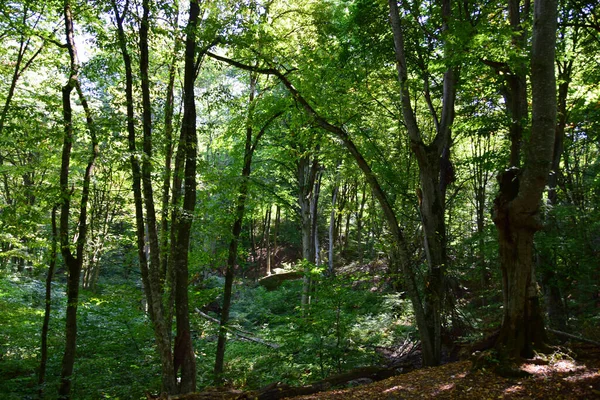 Kafkasya 'nın eteklerindeki dağın yamaçlarında dinlenmek ve turizm için Piedmont Orman Parkı manzarası                              