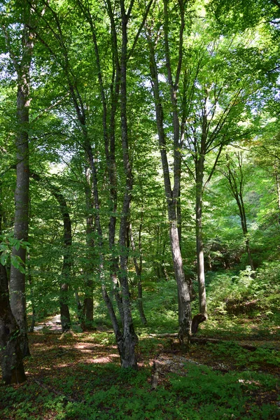 Bosque Verde Salvaje Con Árboles Coronas Hierba Las Laderas Las —  Fotos de Stock