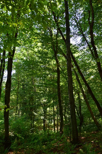 View Mountainside Trees Forest Park Summer Slopes Mountain Foothills Caucasus — Stock Photo, Image