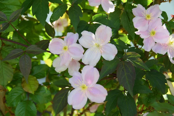 Detailní Záběr Růžových Květů Clematis Montana Mezi Listy Horském Parku — Stock fotografie