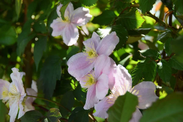 Flores Cor Rosa Clematis Montana Entre Folhas Parque Montês Cáucaso — Fotografia de Stock