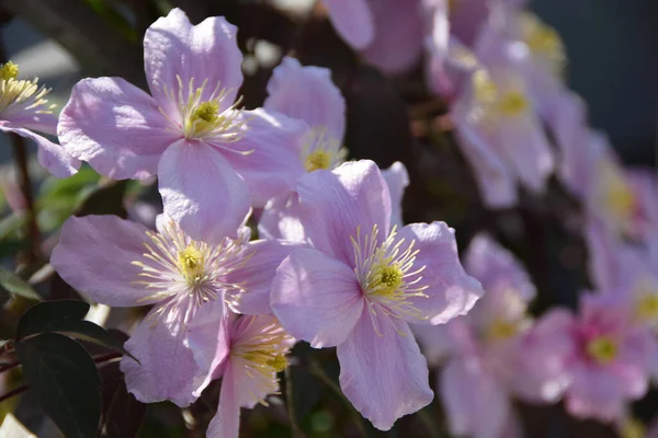 Makro Růžových Květů Clematis Montana Mezi Listy Horském Parku Kavkazu — Stock fotografie