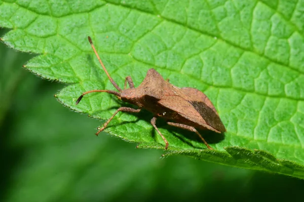 Makro Hnědého Brouka Anoplocerus Zvedá Zeleném Načechraném Listu Kopřivy Lamium — Stock fotografie