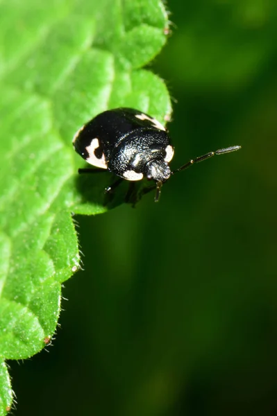 Macro Vooraanzicht Van Lente Zwarte Wants Tritomegas Sexmaculatus Zittend Een — Stockfoto