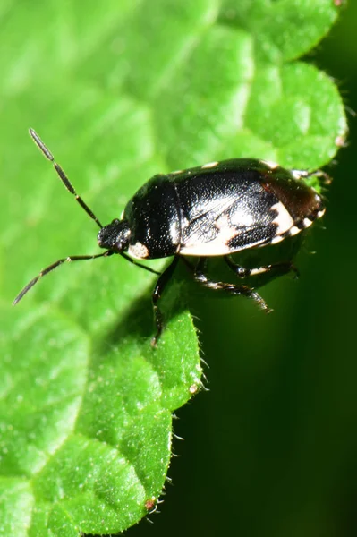 Macro Young Spring Black Bug Tritomegas Sexmaculatus Sitting Green Fluffy — Stock Photo, Image