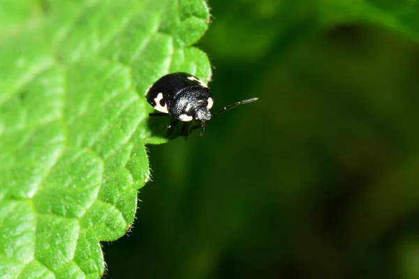 Vista Frontal Cerca Del Insecto Negro Primaveral Tritomegas Sexmaculatus Sentado — Foto de Stock