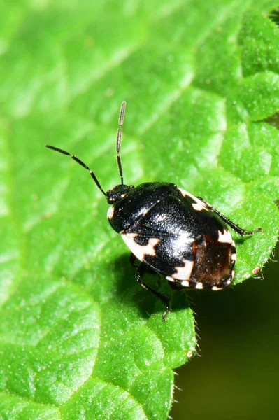 Macro Egy Fiatal Tavaszi Fekete Bogár Tritomegas Sexmaculatus Zöld Levél — Stock Fotó