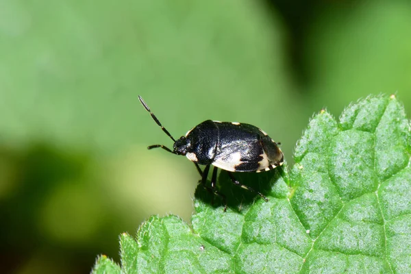 Primer Plano Insecto Negro Caucásico Tritomegas Sexmaculatus Sentado Primavera Sobre — Foto de Stock