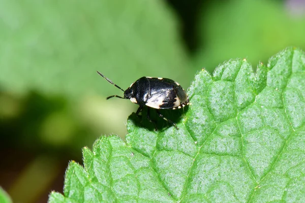 Makro Černého Brouka Tritomegas Sexmaculatus Sedí Jaře Zeleném Listu Kopřivy — Stock fotografie