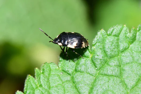 Macro Black Caucasian Bug Tritomegas Sexmaculatus Sitting Spring Green Leaf — Stock Photo, Image