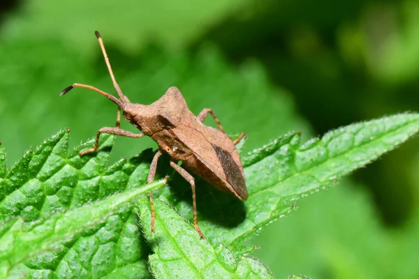 Macro Insecto Marrón Primavera Anoplocerus Eleva Una Hoja Esponjosa Verde —  Fotos de Stock