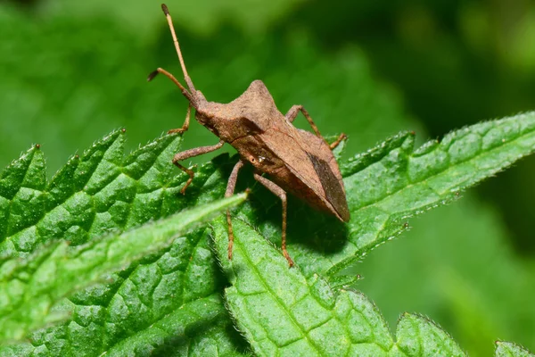 Macro Side View Brown Bug Anoplocerus Elevates Green Fluffy Leaf — Stock Photo, Image