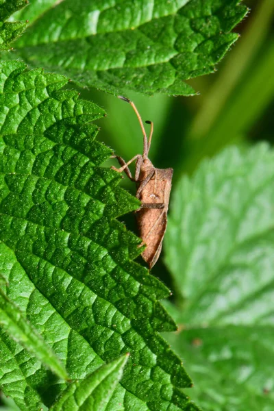 Vista Lateral Cerca Insecto Marrón Anoplocerus Eleva Sobre Una Hoja — Foto de Stock