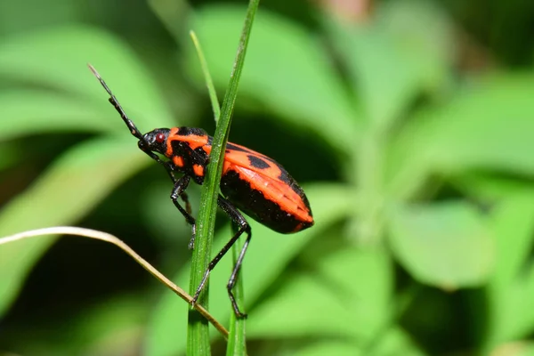 Zblízka Jaro Kavkazský Červený Brouk Pyrhocoris Apterus Sedí Stéblu Trávy — Stock fotografie