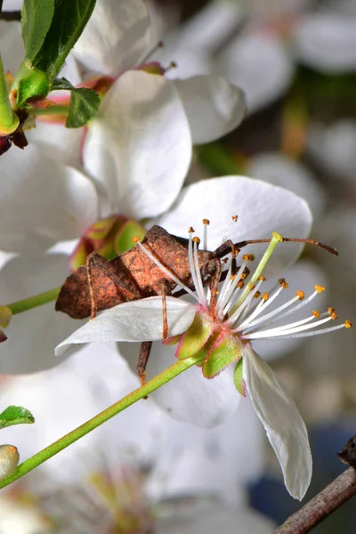 벌레인 Anoplocerus 매크로가 카쿠의 기슭에 Prunus Cerasus 올라간다 — 스톡 사진