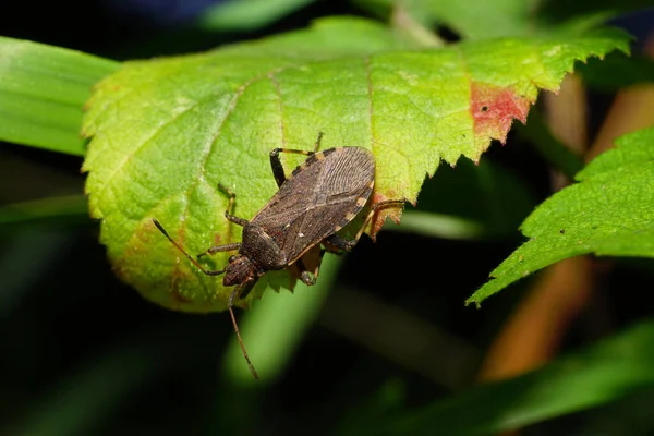 Yazlık Böcek Anoplocerus Elevatus Yakın Çekim Kafkasya Dağları Ndaki Bir — Stok fotoğraf