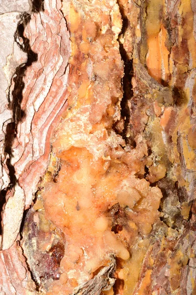 硬化樹脂松の山のクローズアップコーカサス山脈の麓で夏に成長する樹皮にピヌスムーゴ黄色 — ストック写真