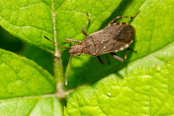 Macro Bug Anoplocerus Elevatus Sentado Una Hoja Mora Silvestre Las —  Fotos de Stock