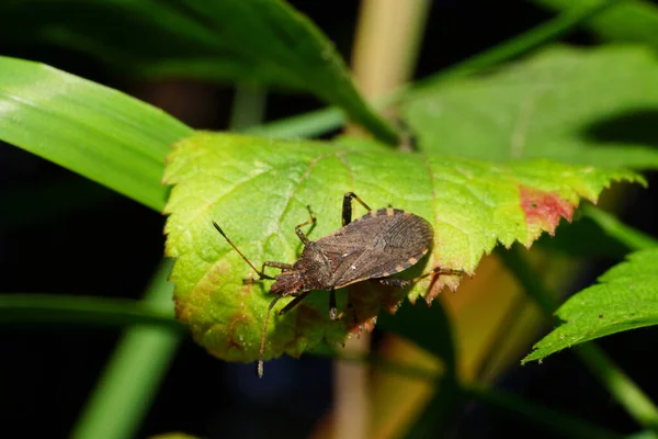 Escarabajo Marrón Anoplocerus Elevatus Con Largas Antenas Patas Sentadas Sobre —  Fotos de Stock