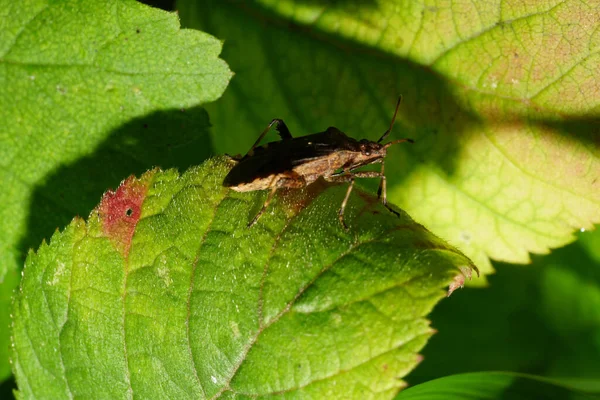Vue Macro Insecte Anoplocerus Elevatus Assis Sur Une Feuille Mûre — Photo