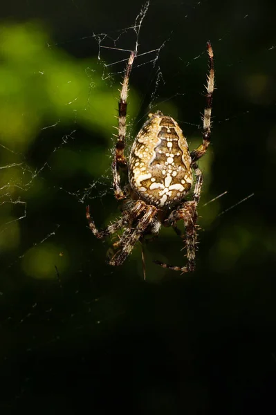 Close Van Een Spin Araneus Diadematus Zittend Een Spinnenweb Bij — Stockfoto