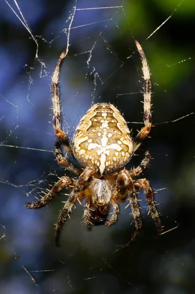 Close Van Spin Araneus Diadematus Zittend Een Spinnennet Schaduw Van — Stockfoto