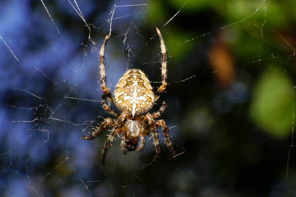  Макро универсального паука Araneus diadematus с длинными ногами, сидящего в паучьей сети в тени дерева в предгорьях Кавказа                              