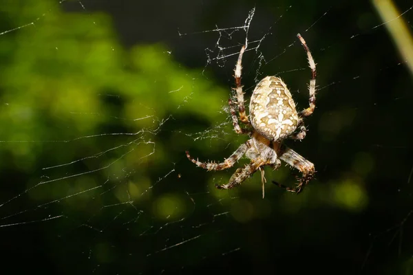 Macro Ragno Araneus Diadematus Seduto Una Ragnatela Vicino Albero Piedi — Foto Stock