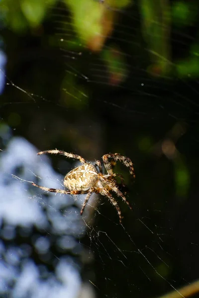 Macro Spin Araneus Diadematus Zittend Een Spinnennet Schaduw Van Een — Stockfoto
