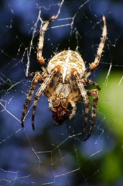 Evrensel Örümceğin Makro Araneus Diadematus Kafkasya Nın Eteklerindeki Yaprakların Arasında — Stok fotoğraf