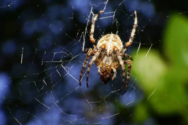 Close Van Universele Spin Araneus Diadematus Zittend Een Spinnennet Schaduw — Stockfoto