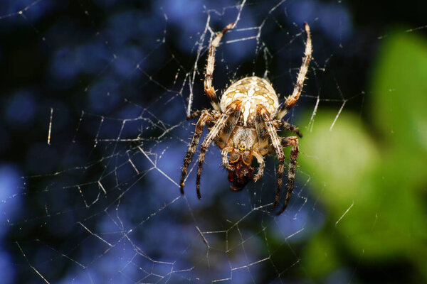 Крупный план универсального паука Araneus diadematus, сидящего в паучьей сети в тени дерева среди листьев в предгорьях Кавказа