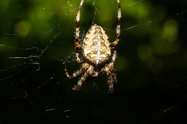 Close Van Veelkleurige Spin Araneus Diadematus Zittend Een Spinnenweb Bij — Stockfoto