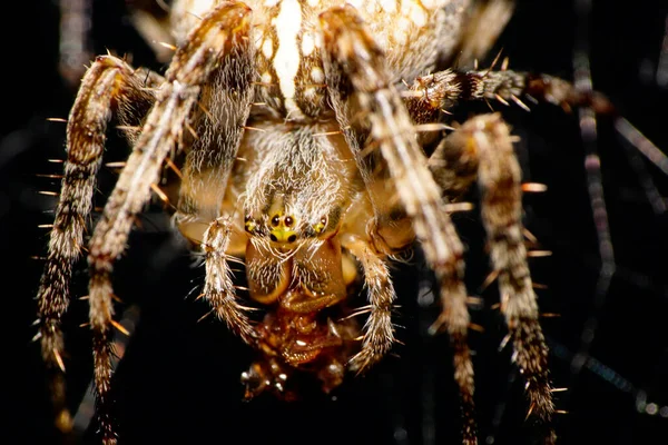 Macro view from the front of a brown and hairy spider Araneus diadematus with prey and long paws sitting in a spider web in the foothills of the Caucasus
