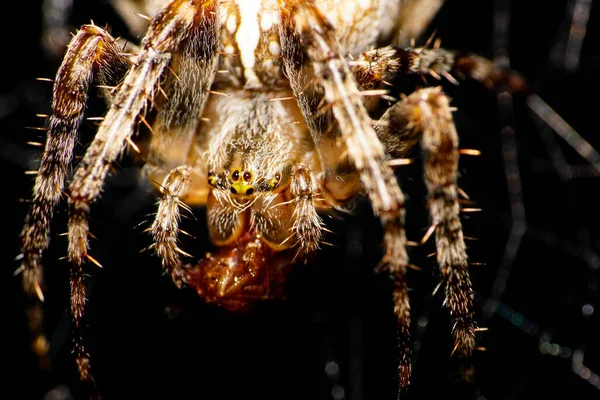 Close-up view from the front of a brown and hairy spider Araneus diadematus with prey and long paws sitting in a spider web in the foothills of the Caucasus