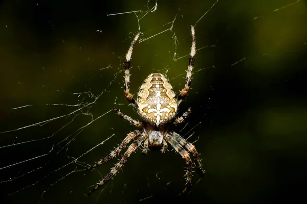 Nahaufnahme Einer Braunen Und Behaarten Spinne Araneus Diadematus Mit Langen — Stockfoto