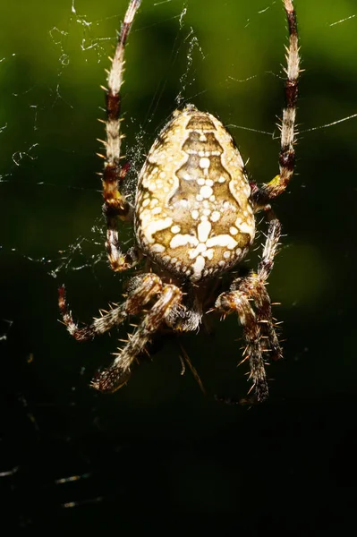 Macro Ragno Multicolore Araneus Diadematus Seduto Una Ragnatela Vicino Albero — Foto Stock