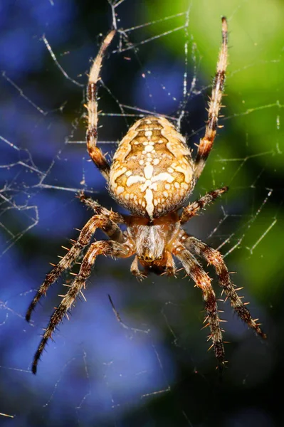 Kafkasya Nın Eteklerindeki Örümcek Ağında Oturan Uzun Pençeli Kahverengi Kıllı — Stok fotoğraf