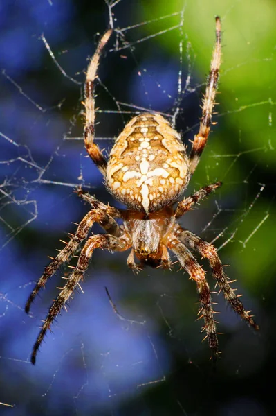 Macro Una Araña Marrón Veraniega Peluda Araneus Diadematus Con Patas — Foto de Stock