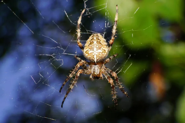 Close Van Een Zomerbruine Harige Spin Araneus Diadematus Met Lange — Stockfoto