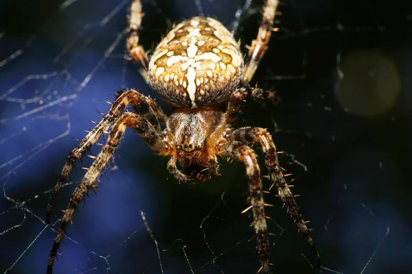 Makro Einer Braunen Und Behaarten Spinne Araneus Diadematus Mit Langen — Stockfoto