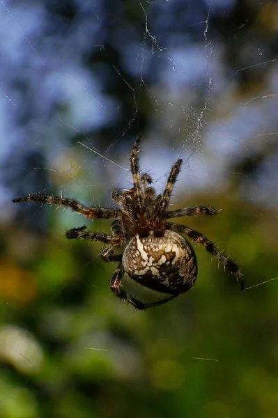 Macro Vista Dall Alto Ragno Bruno Peloso Dipinto Araneus Diadematus — Foto Stock