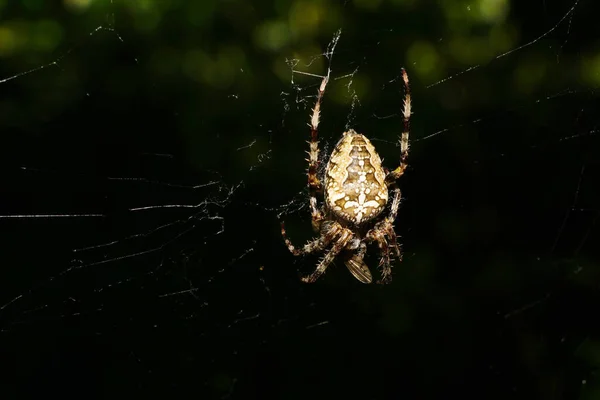 Primo Piano Ragno Bruno Araneus Diadematus Seduto Una Ragnatela Vicino — Foto Stock