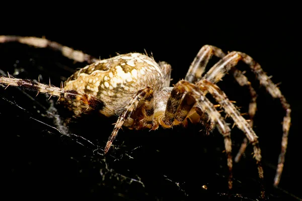 Вид Зблизька Коричневого Павука Araneus Diadematus Довгими Лапами Чорному Тлі — стокове фото